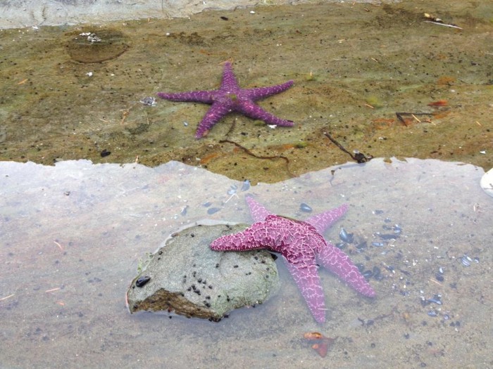 starfish lisa fipps